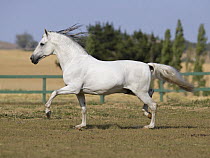 Grey Peruvian Paso Stallion running in paddock, Ojai, California, USA