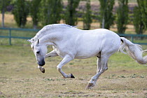 Grey Peruvian Paso Stallion romping in paddock, Ojai, California, USA