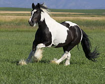 Gypsy Cobb stallion running in field, Longmont, Colorado, USA