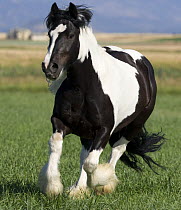 Gypsy Cobb stallion running in field, Longmont, Colorado, USA