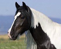 Gypsy Cobb stallion, Longmont, Colorado, USA