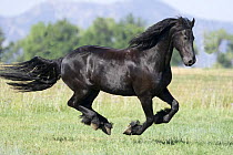 Black Friesian gelding running in field, Longmont, Colorado, USA