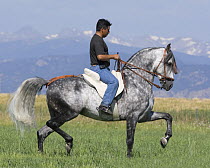Man riding Grey Andalusian stallion practising Passage dressage step, Longmont, Colorado, USA, model released