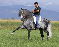 Man riding Grey Andalusian stallion practising Spanish walk dressage step, Longmont, Colorado, USA, model released