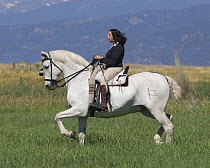 Woman riding Grey half Andalusian gelding practising Passage dressage step, Longmont, Colorado, USA, model released