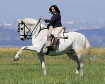Woman riding Grey half Andalusian gelding practising Spanish walk dressage step, Longmont, Colorado, USA, model released