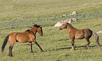Wild horses / mustangs, Red dun stallion and Palomino stallion face off, Pryor Mountains, Montana, USA