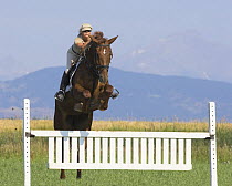 Woman jumping Dutch Warmblood mare, Longmont, Colorado, USA, model released