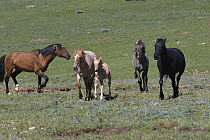 Wild horses / mustangs, in Pryor Mountains, Montana, USA, bay stallion drives mares and foal and yearling