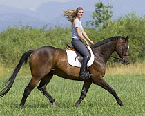 Woman riding bay thoroughbred gelding at extended trot, Longmont, Colorado, USA, model released