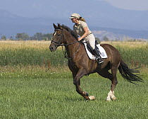 Woman cantering chestnut thoroughbred gelding, Longmont, Colorado, USA, model released