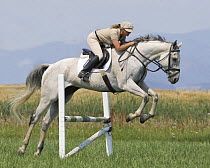 Woman jumping grey thoroughbred gelding, Longmont, Colorado, USA, model released