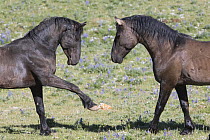 Wild horses / mustangs, two stallions posturing,  Pryor Mountains, Montana, USA