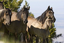 Wild horses, mustangs, in Pryor Mountains, Montana, USA - the grulla band watching