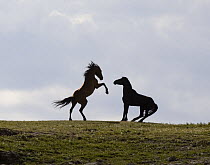 Wild horses, mustangs, in Pryor Mountains, Montana, USA - two stallions face off, one rearing