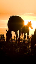 Wild horses, mustangs, in Pryor Mountains, Montana, USA - mare and foal at dawn