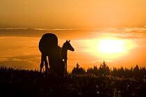 Wild horses, mustangs, in Pryor Mountains, Montana, USA - mare and foal at dawn