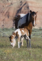 Wild horse / mustang in McCullough Peaks, Wyoming, USA - pinto foal leans down to lick at grass next to pinto mare
