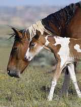 Wild horse / mustang in McCullough Peaks, Wyoming, USA - Pinto mare and foal walking