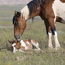 Wild horse / mustang in McCullough Peaks, Wyoming, USA - pinto mare leaning over sleeping pinto foal
