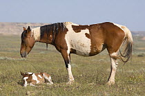 Wild horse / mustang in McCullough Peaks, Wyoming, USA - pinto mare and foal sleeping