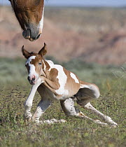 Wild horse / mustang in McCullough Peaks, Wyoming, USA - pinto foal struggles to his feet as mare watches closely