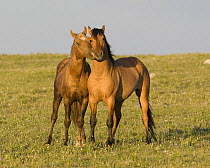 Wild horse / mustang in Pryor Mountains, Montana, USA - dun and palomino stallions play