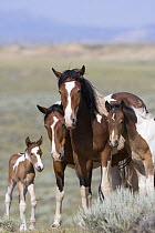 Wild horse / mustang in McCullough Peaks, Wyoming, USA - pinto band with young foal.