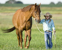 Young girl leading sorrel Quarter Horse gelding, Longmont, Colorado, USA, model released