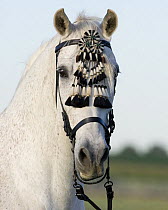 Grey half Andalusian gelding with traditional fly switch on bridle, Longmont, Colorado, USA