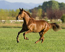 Chestnut mare running in paddock, Longmont, Colorado, USA