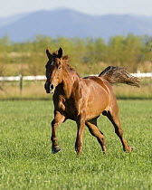 Chestnut mare running in paddock, Longmont, Colorado, USA