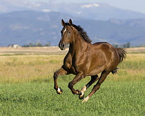 Liver Chestnut gelding running in fields, Longmont, Colorado, USA