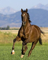 Liver Chestnut gelding running in field, Longmont, Colorado, USA