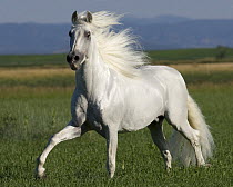 Grey Andalusian stallion running in field, Longmont, Colorado, USA