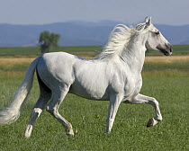 Grey Andalusian stallion trotting in field, Longmont, Colorado, USA