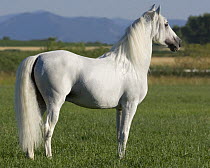 Grey Andalusian stallion standing alert in field, Longmont, Colorado, USA