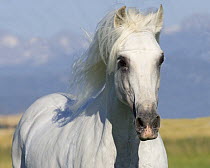 Grey Andalusian stallion portrait, Longmont, Colorado, USA