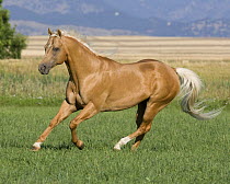 Palomino stallion running in field, Longmont, Colorado, USA