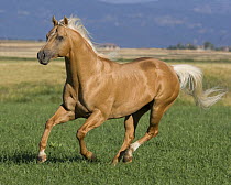 Palomino stallion running in field, Longmont, Colorado, USA