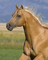 Palomino stallion running, Longmont, Colorado, USA