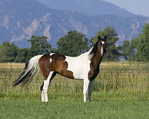 Paint gelding standing in field, Longmont, Colorado, USA