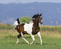 Paint gelding trotting in field, Longmont, Colorado, USA