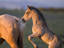 Wild horse / mustang foal playing with mare's tail, Pryor Mountains, Montana, USA