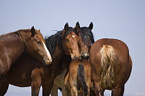 Wild horse / mustang group of mares watch over a foal, McCullough Peaks, Wyoming, USA