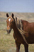 Wild horse / mustang sorrel mare with long mane in long dreadlocks, McCullough Peaks, Wyoming, USA