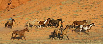Two cowboys drive Quarter horses by red cliffs - two paints and a black, palomino, sorrel and red roan, Flitner Ranch, Shell, Wyoming, USA, model released