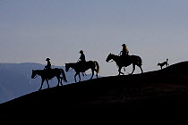 Silhouette of three cowboys and a dog riding down a ridge, Flitner Ranch, Shell, Wyoming, USA, model released