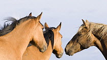 Wild horses / mustangs, palomino stallion and two dun mares, Pryor Mountains, Montana, USA