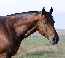 Bay Quarter Horse stallion, Longmont, Colorado, USA